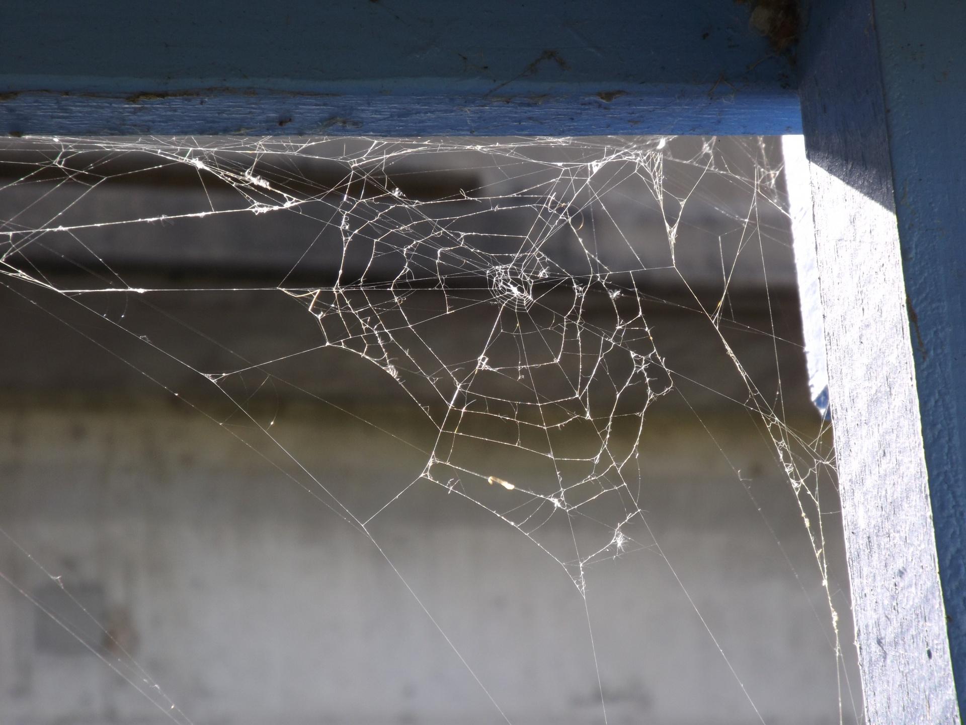 let-your-spider-be-your-guide-the-hunt-for-holes-in-your-home