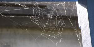 Spiderweb in corner of house